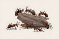 Ants exploring rough wood, showcasing teamwork and natures industriousness Royalty Free Stock Photo