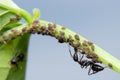 Ants Farming Aphids Royalty Free Stock Photo