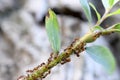 Ants - farming aphids on branch