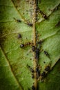 Ants Farming Aphids Leaf Royalty Free Stock Photo