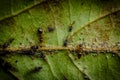 Ants Farming Aphids Leaf Royalty Free Stock Photo