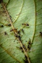 Ants Farming Aphids Leaf Royalty Free Stock Photo