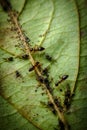 Ants Farming Aphids Leaf Royalty Free Stock Photo