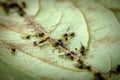 Ants Farming Aphids Leaf Royalty Free Stock Photo