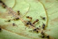 Ants Farming Aphids Leaf Royalty Free Stock Photo