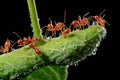 ants farming aphids on a plant stem