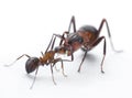 Ants feeding, formica rufa on chid care