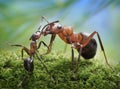 Ants feeding, formica rufa on chid care