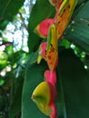 Ants on Heliconia. Nature`s wonder