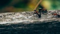 Ants on a fence, Macro photo, Ameland wadden island Holland the Netherlands Royalty Free Stock Photo