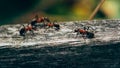 Ants on a fence, Macro photo, Ameland wadden island Holland the Netherlands Royalty Free Stock Photo