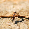 Ants fighting Royalty Free Stock Photo