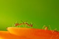 Ants Fighting Royalty Free Stock Photo