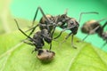 Ants fighting Royalty Free Stock Photo