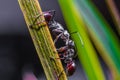 ants are fighting Royalty Free Stock Photo