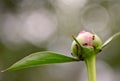 Ants finding food on a peony bud