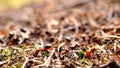 Ants, forest litter, coniferous forest. Old forest by the sea