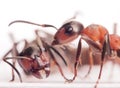 Ants formica rufa conflict Royalty Free Stock Photo