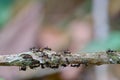 Ants Formicidae