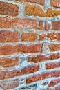 Ants forming a column on a brick wall