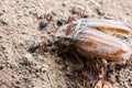 Ants eating a beetle Royalty Free Stock Photo