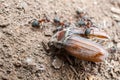 Ants eating a beetle Royalty Free Stock Photo