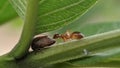Ants with friend on green leaf Macro photography Royalty Free Stock Photo