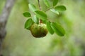 Ants on a fruit hanging in a branch In natural light