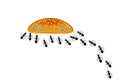 Ants gather around bread, cake, bun or cookies. Ants colony and food isolated on white background.