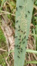 Aphids colonizing sugarcane leaf Royalty Free Stock Photo