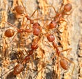 The ants grabing food Royalty Free Stock Photo