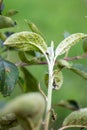 Ants graze aphids on a young branch of a fruit tree. Control of garden pests. Selective focus