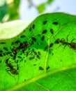 Ants graze a colony of on the inside of the leaf Royalty Free Stock Photo