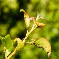 Ants graze a colony of aphids on young pear shoots. Pests of pla