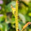 Ants graze a colony of aphids on young pear shoots. Pests of pla