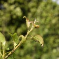 Ants graze a colony of aphids on young pear shoots. Pests of plant aphids.