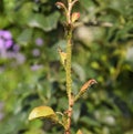 Ants graze a colony of aphids on young pear shoots. Pests of plant aphids.