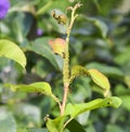 Ants graze a colony of aphids on young pear shoots. Pests of plant aphids.