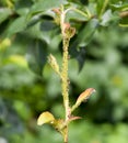 Ants graze a colony of aphids on young pear shoots. Pests of plant aphids. Royalty Free Stock Photo