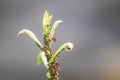 Ants on a green stem of grass. There are aphids on the grass Royalty Free Stock Photo