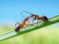 Ants, greetings with jaws Royalty Free Stock Photo