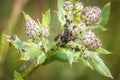 Ants guard herding and milking aphids on a plant in nature, Germany