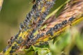 Ants guard herding and milking aphids on a plant in nature, Germany Royalty Free Stock Photo
