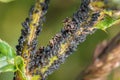 Ants guard herding and milking aphids on a plant in nature, Germany Royalty Free Stock Photo