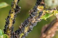 Ants guard herding and milking aphids on a plant in nature, Germany