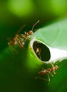 Ants Guarding Nest