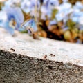 Ants hard at work with flowers