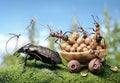 Ants harnessing the bug, ant tales Royalty Free Stock Photo