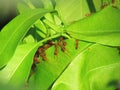 Ants help build their new nest on leaves of the mango tree. Royalty Free Stock Photo