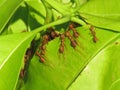 Ants help build their new nest on leaves of the mango tree. Royalty Free Stock Photo